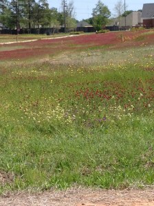 Beautiful fields of clover all over.....