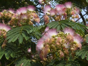 pic of mimosa tree