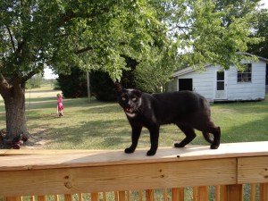 The funny thing is, he looks kind of fierce here. I can only think he must have been hot and had his mouth open panting. I can assure you he was not fierce--this cat was a teddy bear.