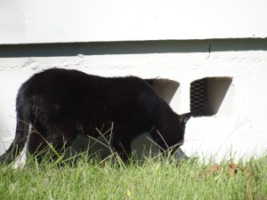 Rev, checking out his territory at Blackberry Flats