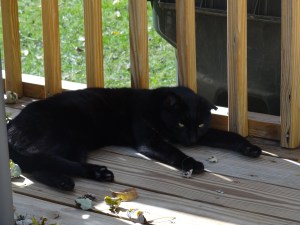 Rest in Peace, old friend