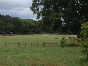 The pasture reminded me of the one I played in and followed my Daddy around in as he took care of his and Papa's cows