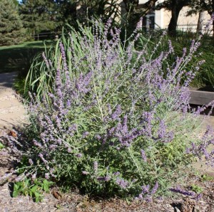 A pretty butterfly bush