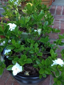 These fill me with such a peace