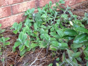 My little plant, before all broken apart, now growing and spreading and thriving.