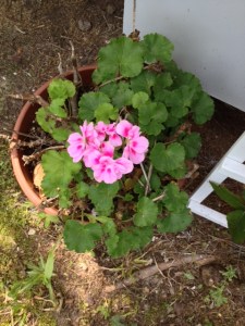 Mama's geranium coming back full force after a winter of me thinking it was gone.