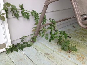 The porch rosebush, our own version of the phoenix, rising up out of the darkness towards the light.