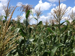 Summer sunshine growing on a stalk
