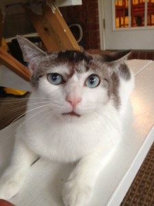 My Sugar who was just looking for a little attention.  