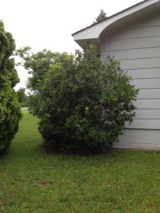 Daddy's tea olive at Blackberry Flats