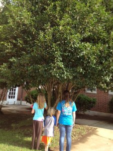 Soaking in the smell of the tea olive