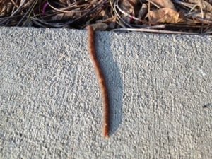 There he goes.  Thanks Emilio for stopping by and teaching me the ways of the earthworm.  