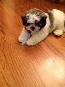 "I got it!" Back when our own dog was a puppy.  