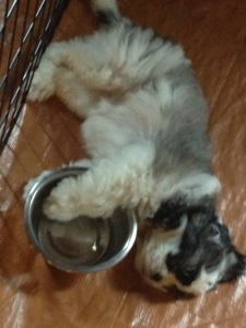 Sleepy baby.  Wore herself out and crashed next to her water bowl.  Sweet dreams.