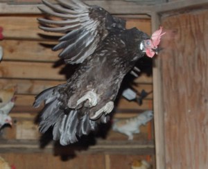 picture courtesy of http://www.backyardchickens.com