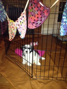 Here's our newest little one--isn't she adorable? 