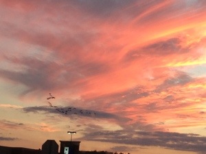 When the Geese flew over us and honked, I felt like we'd just had a blessing said over us.  Peace be with you.  And also with you.  