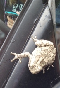 Note the college girl in the driver's seat holding her phone for dear life.  I have no idea how long he'd been riding like that, but you are correct, he does look a bit pale.  Probably terrified out of his mind.  What must he have thought when he found himself hanging on for dear life ONA CAR zippadeedoodahing down the road?