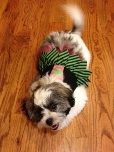 Our fluffy ball of happiness, the Good Witch Sophie.  Love that her tail is blurred because she was so excited the whole time!