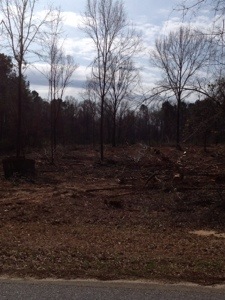 They are getting so close to taking down the trees behind us. I'm just not sure how far they're going to come.