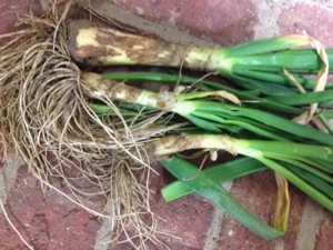 The beautiful onions we pulled today.  The smell of spring.  