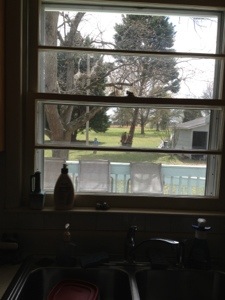 The sink and view out the kitchen window--where I refresh my soul.  At Blackberry Flats.