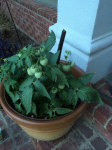 A stake for my "Phoenix" tomato plant.  