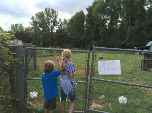 Cooter, ever the mischief maker, with the bunny ears--watching the goats.