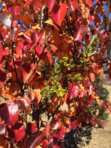 The mistletoe peeking out from the beautiful fall foliage of my Bradford Pear.  