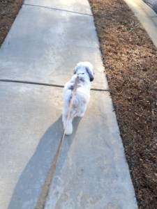 Walking Miss Sophie