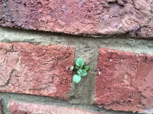 and then this wee one.....