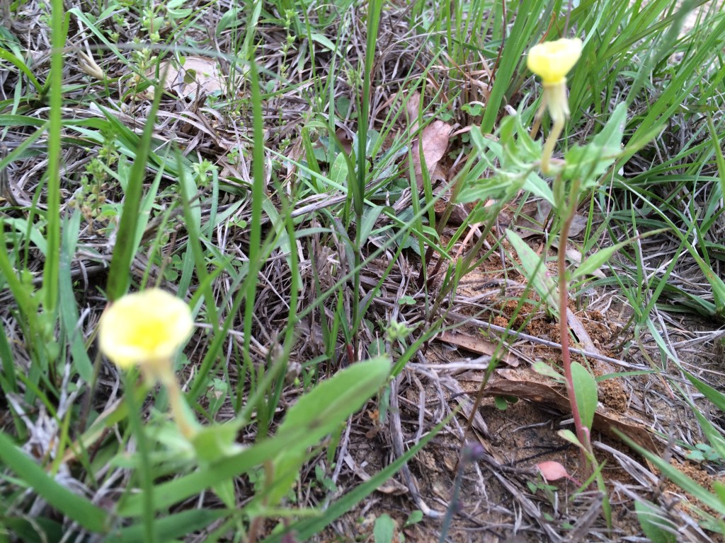 These sweet yellow flowers remind me of my Granny's farm. I love them and all the warm fuzzies they bring.