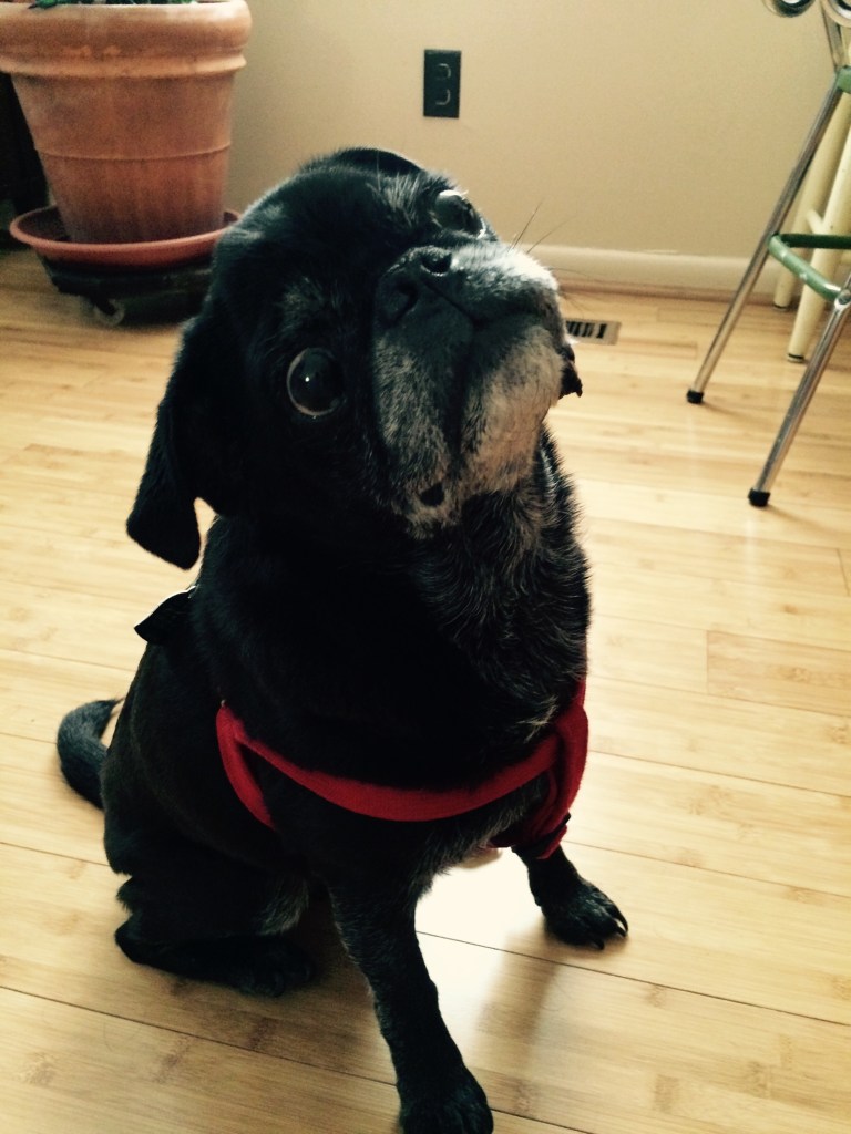 Elvis home today where he belongs. Love this little guy.