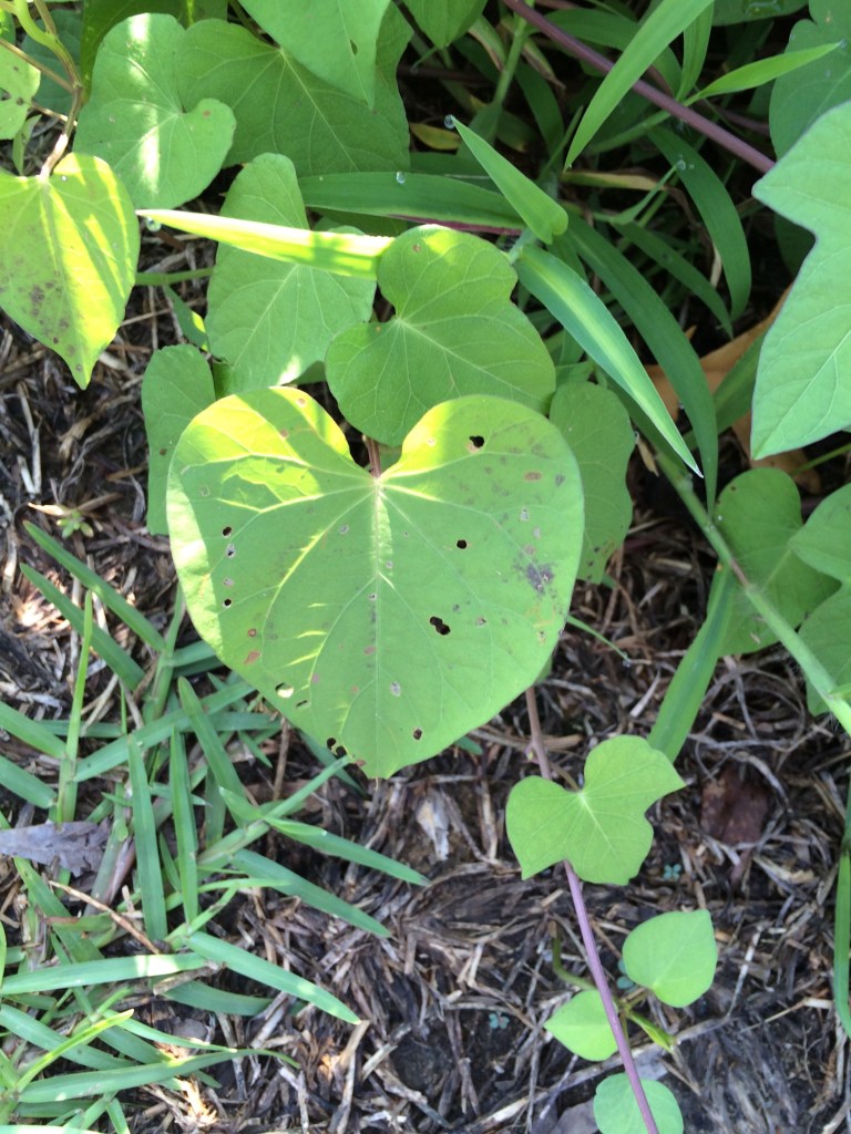 And then this one. Love is there, if only we look for it. I saw all three of these hearts within the span of about 3 minutes. And maybe ten steps. Is it any wonder that I was weeping?