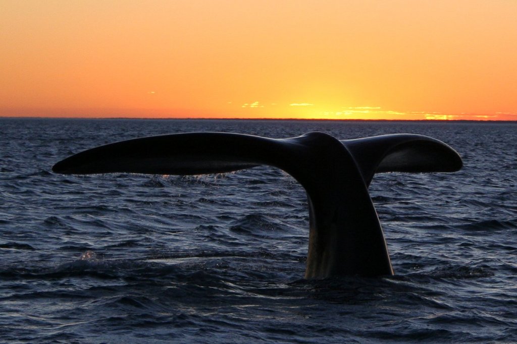 "Southern right whale10" by Michaël CATANZARITI - by Michaël CATANZARITI. Licensed under Public Domain via Wikimedia Commons - https://commons.wikimedia.org/wiki/File:Southern_right_whale10.jpg#/media/File:Southern_right_whale10.jpg