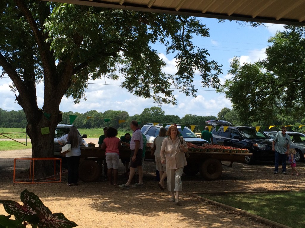Folks choosing their O'Henry peaches from the wagon. There were so few this time of year they were being sold in peck baskets instead of half bushel boxes.