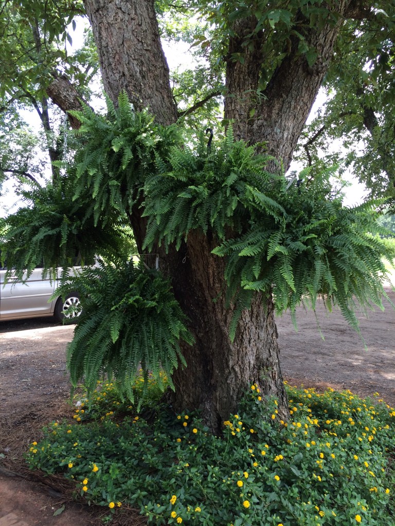 These ferns were lovely hanging where limbs had been cut from the tree.