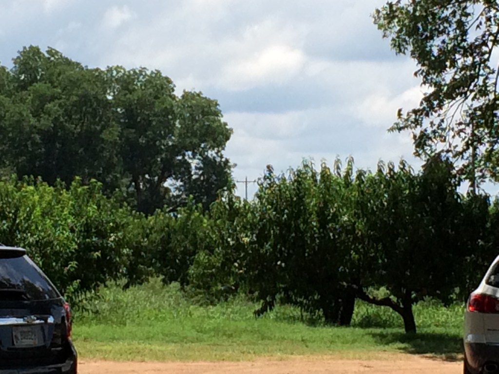 The peach trees next to the market.