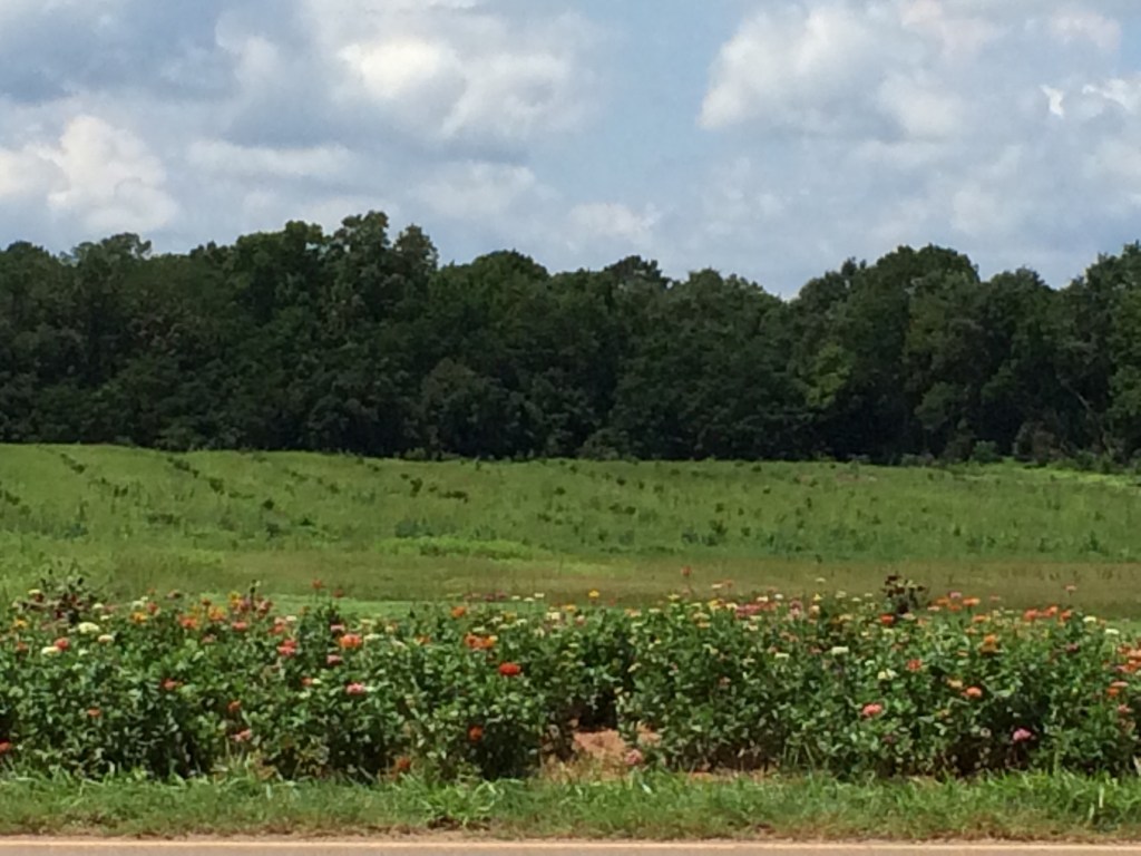 Zinnias a dime apiece. Our Princess loves to go out and cut them--choosing a lovely variety to bring home.