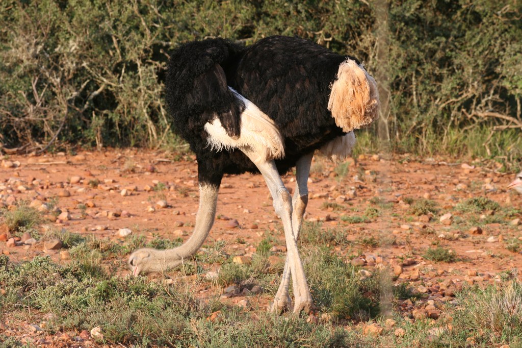 "Struthio camelus -Eastern Cape -South Africa-8" by Graham - originally posted to Flickr as IMG_0642. Licensed under CC BY-SA 2.0 via Wikimedia Commons - https://commons.wikimedia.org/wiki/File:Struthio_camelus_-Eastern_Cape_-South_Africa-8.jpg#/media/File:Struthio_camelus_-Eastern_Cape_-South_Africa-8.jpg