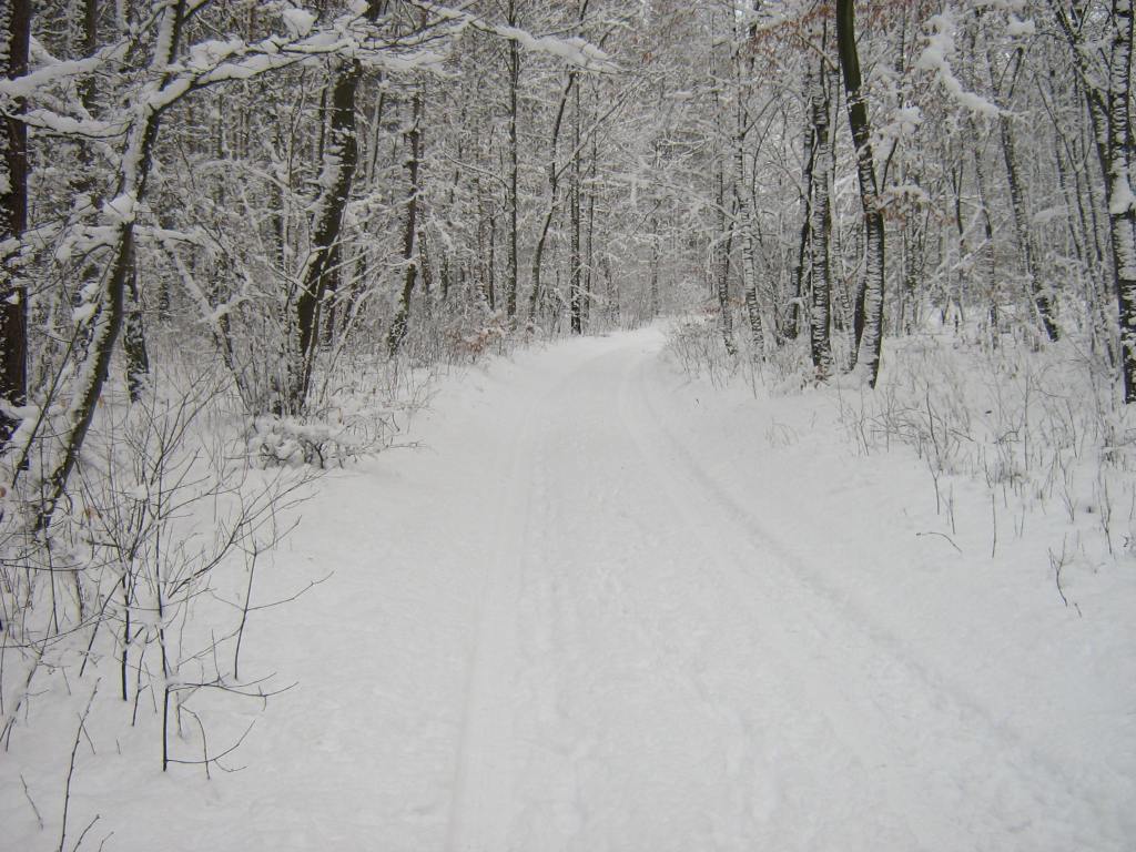 "Las Golczewski zima" by Radosław Drożdżewski (Zwiadowca21) - Own work. Licensed under GFDL via Wikimedia Commons - https://commons.wikimedia.org/wiki/File:Las_Golczewski_zima.jpg#/media/File:Las_Golczewski_zima.jpg