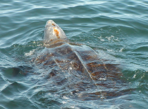 https://commons.wikimedia.org/wiki/File%3ALeatherback_sea_turtle_benson_swfsc.jpg