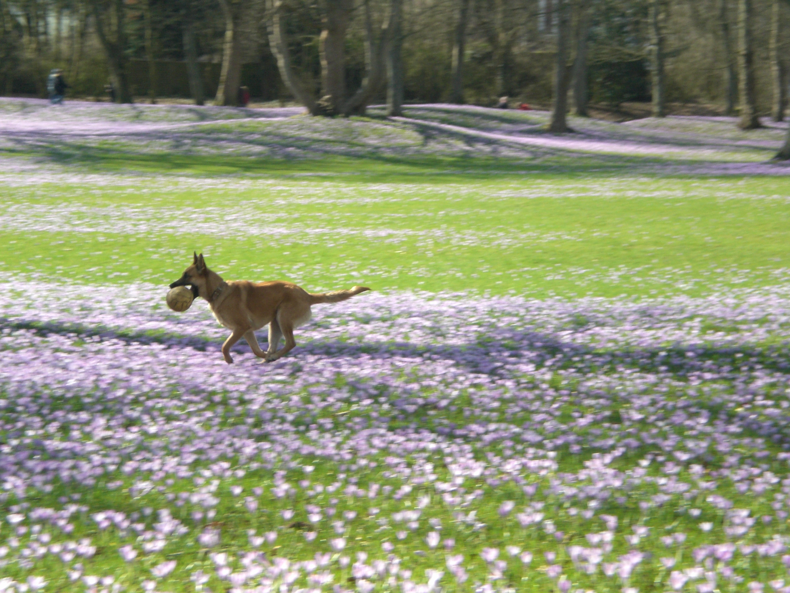 Husum-Schlosspark-Playing-Dog