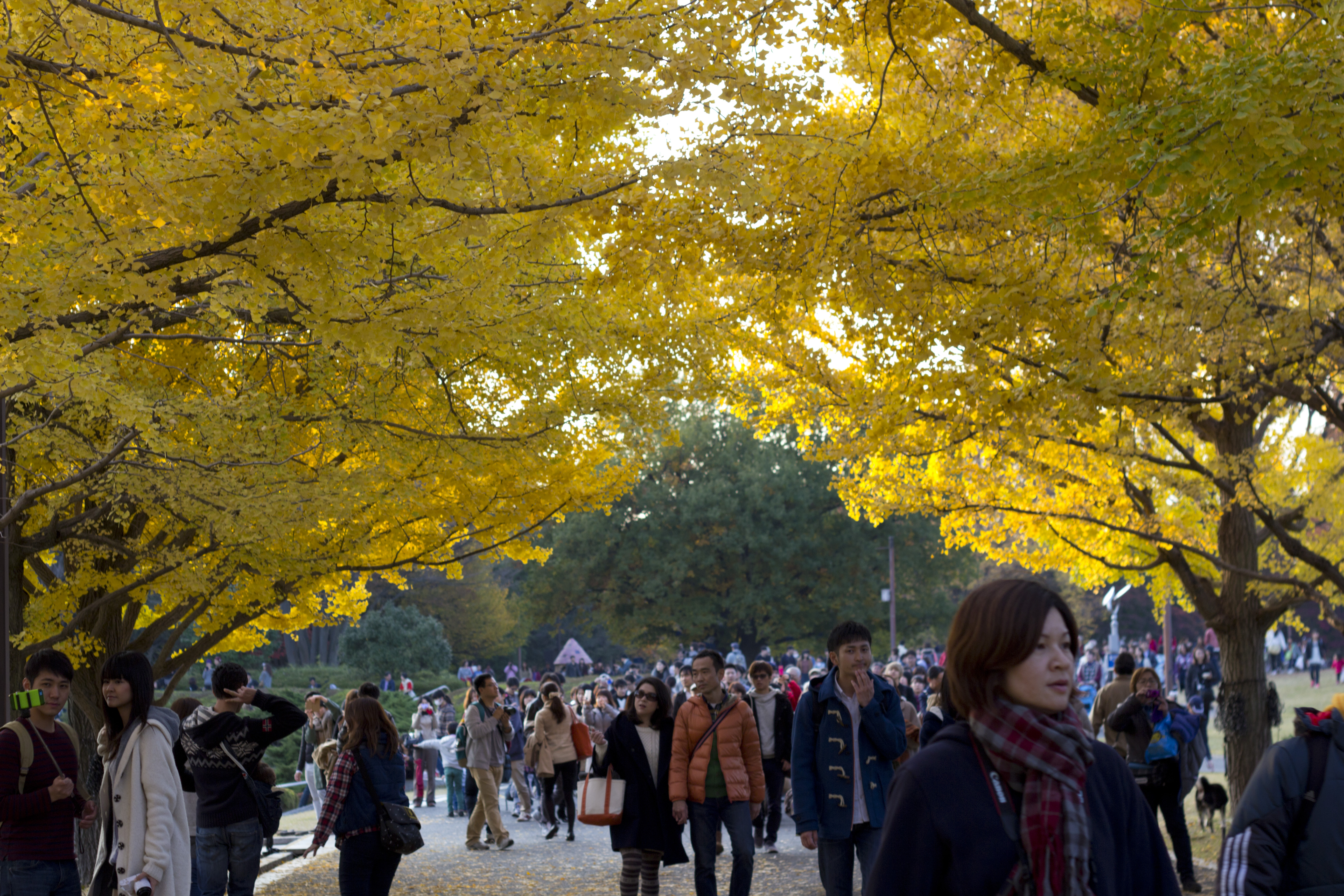 Showa_Kinen_Koen_golden_gingko