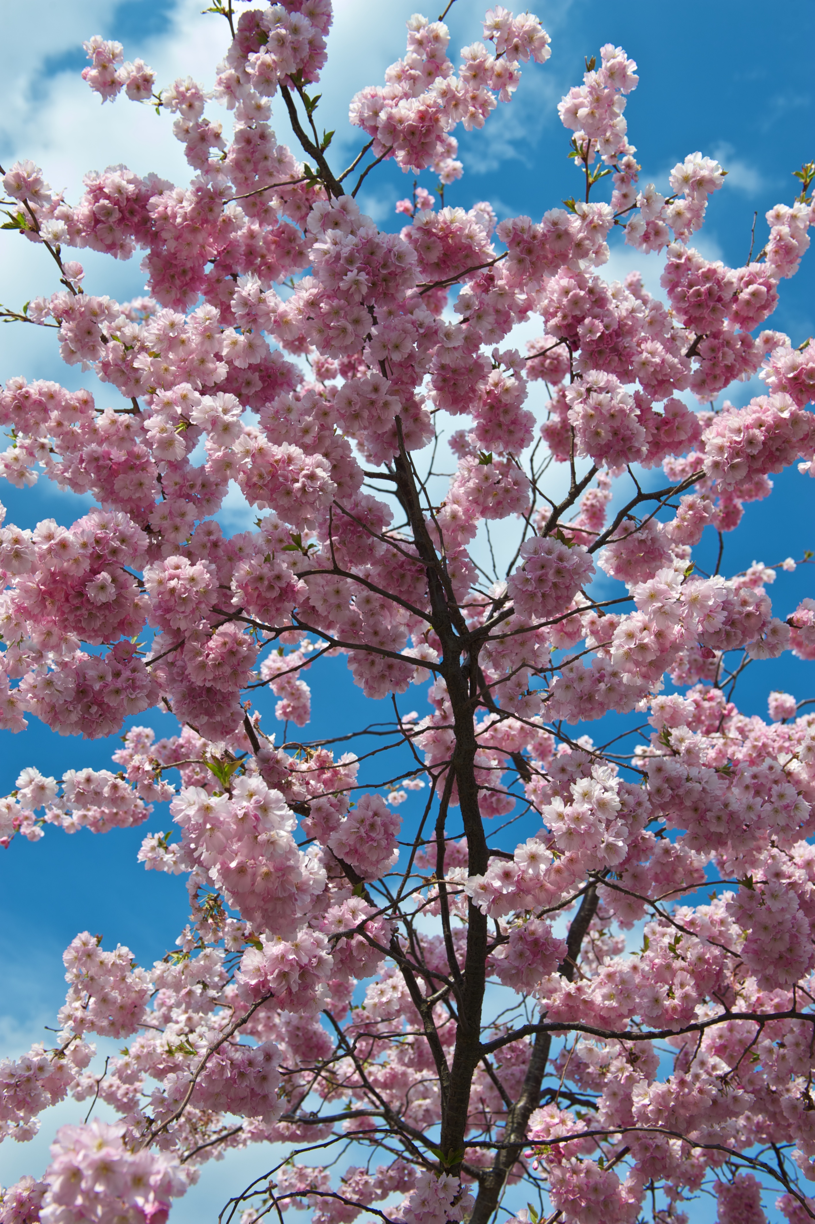 Cherry_Blossom_(4524817941)