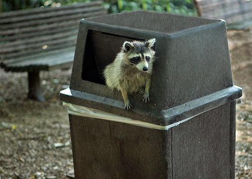 raccoon in trash can